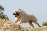 BOUVIER DES ARDENNES 011